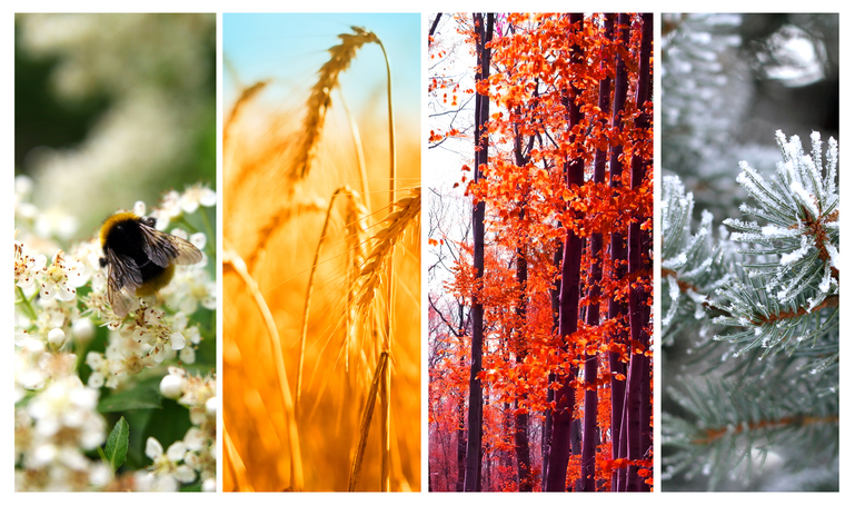 The Four Seasons