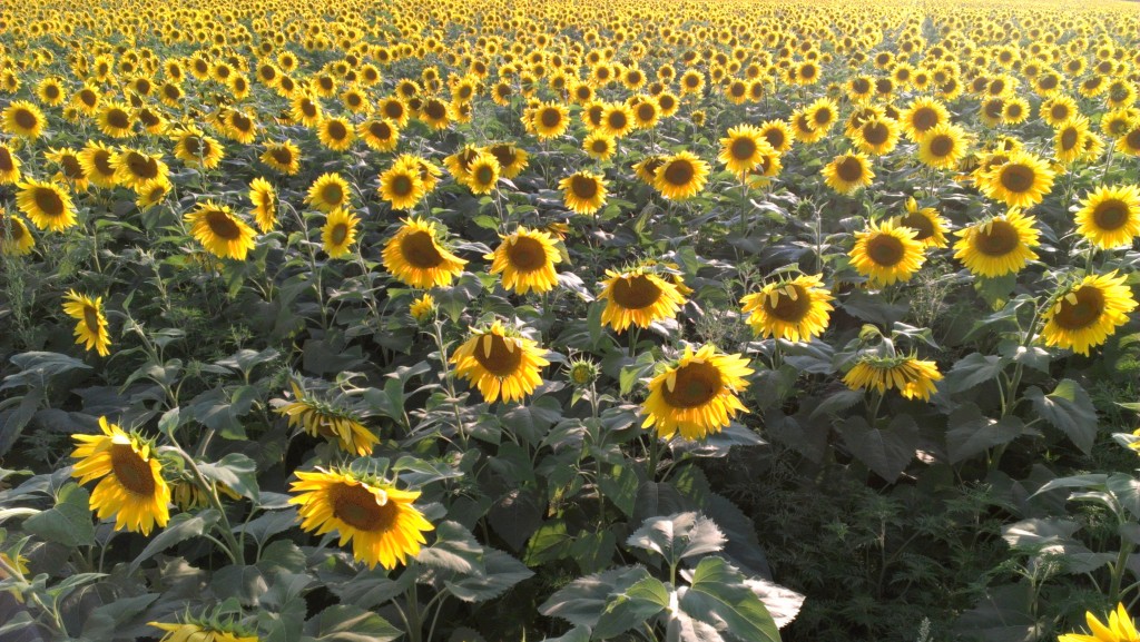 Sunflower Field